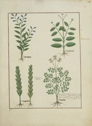 Illustration aus dem Buch der einfachen Heilmittel von Mattheaus Platearius (gest. um 1161) c.1470